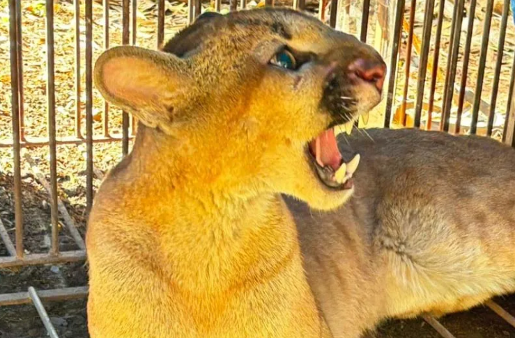 NOVA ONÇA-PARDA É RESGATADA EM MARIALVA APÓS ATAQUES A ANIMAIS EM ÁREA RURAL